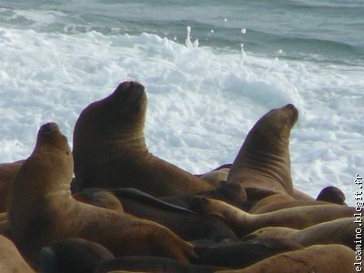 lions de mer